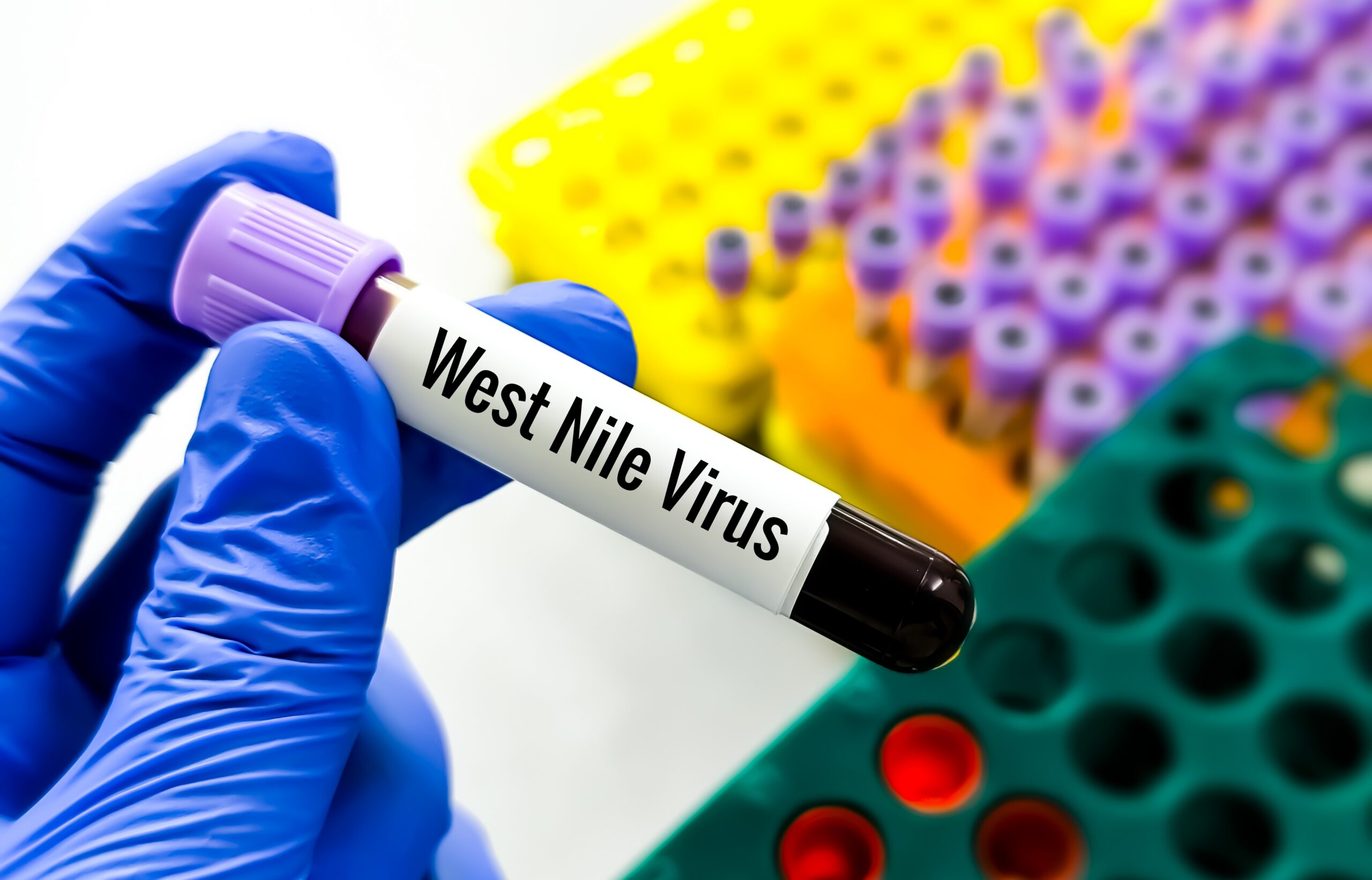 Modeling the impact of host heterogeneity on the risk and dynamics of a West Nile virus epidemic